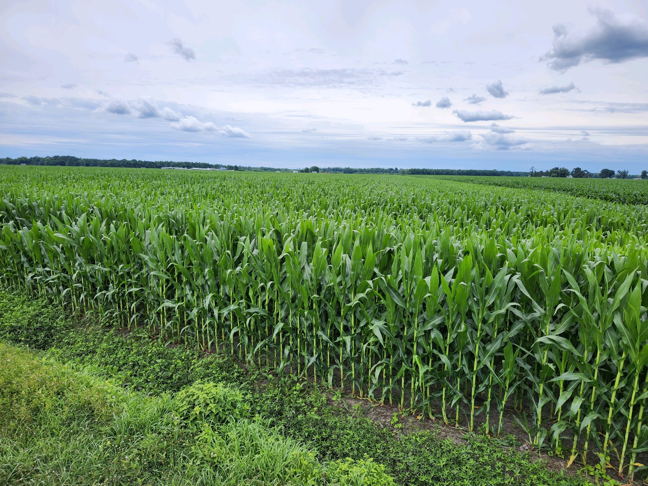 Lush green cornfield stretches under a cloudy sky, illustrating thriving agriculture and environmental conditions conducive to crop growth.